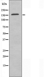 MLH3 Antibody - Western blot analysis of extracts of K562 cells using MLH3 antibody.