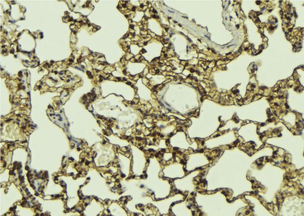 MLH3 Antibody - 1:100 staining mouse lung tissue by IHC-P. The sample was formaldehyde fixed and a heat mediated antigen retrieval step in citrate buffer was performed. The sample was then blocked and incubated with the antibody for 1.5 hours at 22°C. An HRP conjugated goat anti-rabbit antibody was used as the secondary.
