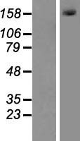 MLH3 Protein - Western validation with an anti-DDK antibody * L: Control HEK293 lysate R: Over-expression lysate