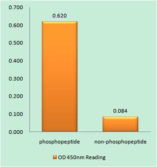 MLK1+2 Antibody - The absorbance readings at 450 nM are shown in the ELISA figure.
