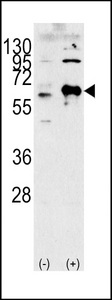 MLK4 / KIAA1804 Antibody - Western blot of lysates from K562, Ramos cell line (from left to right), using MLK4 Antibody. Antibody was diluted at 1:1000 at each lane. A goat anti-rabbit IgG H&L (HRP) at 1:5000 dilution was used as the secondary antibody. Lysates at 35ug per lane.