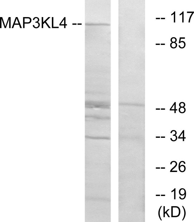 MLK4 / KIAA1804 Antibody - Western blot analysis of lysates from HT-29 cells, using MAP3KL4 Antibody. The lane on the right is blocked with the synthesized peptide.