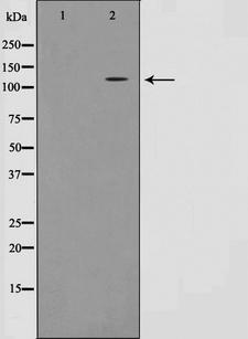MLK4 / KIAA1804 Antibody - Western blot analysis on HT29 cell lysates using MLK4 antibody. The lane on the left is treated with the antigen-specific peptide.