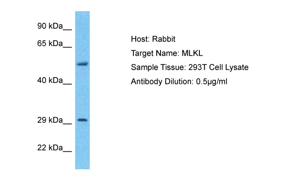 MLKL Antibody -  This image was taken for the unconjugated form of this product. Other forms have not been tested.