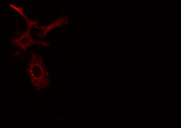 MLKL Antibody - Staining HeLa cells by IF/ICC. The samples were fixed with PFA and permeabilized in 0.1% Triton X-100, then blocked in 10% serum for 45 min at 25°C. The primary antibody was diluted at 1:200 and incubated with the sample for 1 hour at 37°C. An Alexa Fluor 594 conjugated goat anti-rabbit IgG (H+L) antibody, diluted at 1/600, was used as secondary antibody.