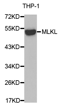 MLKL Antibody - Western blot analysis of extracts of THP-1 cell line, using MLKL antibody.