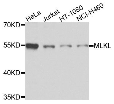 MLKL Antibody - Western blot analysis of extracts of various cells.