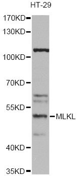 MLKL Antibody - Western blot analysis of extracts of HT-29 cells, using MLKL antibody at 1:1000 dilution. The secondary antibody used was an HRP Goat Anti-Rabbit IgG (H+L) at 1:10000 dilution. Lysates were loaded 25ug per lane and 3% nonfat dry milk in TBST was used for blocking. An ECL Kit was used for detection and the exposure time was 60s.