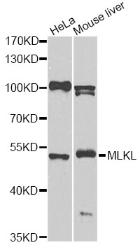 MLKL Antibody - Western blot analysis of extracts of various cell lines, using MLKL antibody at 1:1000 dilution. The secondary antibody used was an HRP Goat Anti-Rabbit IgG (H+L) at 1:10000 dilution. Lysates were loaded 25ug per lane and 3% nonfat dry milk in TBST was used for blocking. An ECL Kit was used for detection and the exposure time was 10s.