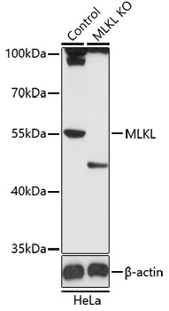 MLKL Antibody - Western blot analysis of extracts from normal (control) and MLKL knockout (KO) HeLa cells, using MLKL antibody at 1:1000 dilution. The secondary antibody used was an HRP Goat Anti-Rabbit IgG (H+L) at 1:10000 dilution. Lysates were loaded 25ug per lane and 3% nonfat dry milk in TBST was used for blocking. An ECL Kit was used for detection and the exposure time was 90s.