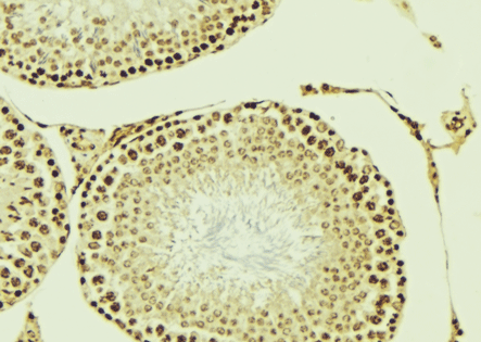 MLLT10 Antibody - 1:100 staining human Testis tissue by IHC-P. The tissue was formaldehyde fixed and a heat mediated antigen retrieval step in citrate buffer was performed. The tissue was then blocked and incubated with the antibody for 1.5 hours at 22°C. An HRP conjugated goat anti-rabbit antibody was used as the secondary.
