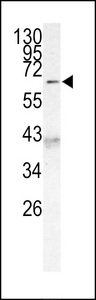 MLLT3 / AF9 Antibody - Western blot of AF9 (MLLT3) Antibody (C-term K486) in 293 cell line lysates (35 ug/lane). MLLT3(arrow) was detected using the purified antibody.