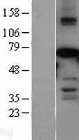 MLLT3 / AF9 Protein - Western validation with an anti-DDK antibody * L: Control HEK293 lysate R: Over-expression lysate