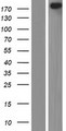 MLLT4 / Afadin Protein - Western validation with an anti-DDK antibody * L: Control HEK293 lysate R: Over-expression lysate