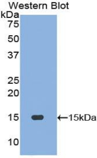 MLN / Motilin Antibody - Western blot of recombinant Motilin.  This image was taken for the unconjugated form of this product. Other forms have not been tested.