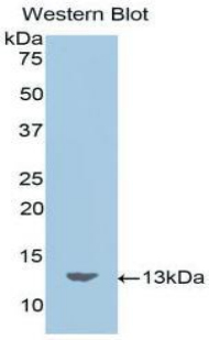 MLN / Motilin Antibody - Western blot of recombinant Motilin.  This image was taken for the unconjugated form of this product. Other forms have not been tested.