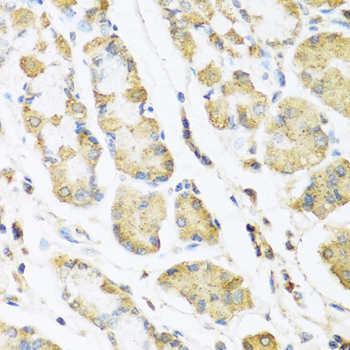MLN / Motilin Antibody - Immunohistochemistry of paraffin-embedded human stomach tissue.