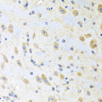 MLN / Motilin Antibody - Immunohistochemistry of paraffin-embedded mouse brain tissue.
