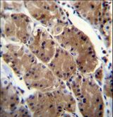 MLNR/GPR38/Motilin Receptor Antibody - MLNR Antibody immunohistochemistry of formalin-fixed and paraffin-embedded human stomach tissue followed by peroxidase-conjugated secondary antibody and DAB staining.