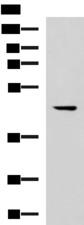 MLNR/GPR38/Motilin Receptor Antibody - Western blot analysis of 293T cell lysate  using MLNR Polyclonal Antibody at dilution of 1:500