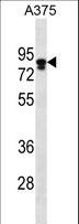 MLPH / Melanophilin Antibody - MLPH Antibody western blot of A375 cell line lysates (35 ug/lane). The MLPH antibody detected the MLPH protein (arrow).