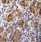 MLPH / Melanophilin Antibody - MLPH Antibody immunohistochemistry of formalin-fixed and paraffin-embedded human stomach tissue followed by peroxidase-conjugated secondary antibody and DAB staining.