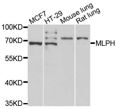 MLPH / Melanophilin Antibody - Western blot analysis of extracts of various cell lines.