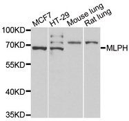 MLPH / Melanophilin Antibody - Western blot analysis of extracts of various cell lines.