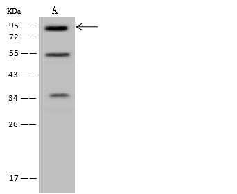 MLPH / Melanophilin Antibody - Anti-MLPH rabbit polyclonal antibody at 1:500 dilution. Lane A: U-251 MG Whole Cell Lysate. Lysates/proteins at 30 ug per lane. Secondary: Goat Anti-Rabbit IgG (H+L)/HRP at 1/10000 dilution. Developed using the ECL technique. Performed under reducing conditions. Predicted band size: 66 kDa.