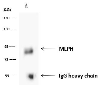 MLPH / Melanophilin Antibody - MLPH was immunoprecipitated using: Lane A: 0.5 mg U-251 MG Whole Cell Lysate. 4 uL anti-MLPH rabbit polyclonal antibody and 60 ug of Immunomagnetic beads Protein A/G. Primary antibody: Anti-MLPH rabbit polyclonal antibody, at 1:100 dilution. Secondary antibody: Goat Anti-Rabbit IgG (H+L)/HRP at 1/10000 dilution. Developed using the ECL technique. Performed under reducing conditions. Predicted band size: 66 kDa. Observed band size: 90 kDa.