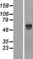 MLPH / Melanophilin Protein - Western validation with an anti-DDK antibody * L: Control HEK293 lysate R: Over-expression lysate