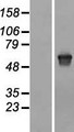 MLPH / Melanophilin Protein - Western validation with an anti-DDK antibody * L: Control HEK293 lysate R: Over-expression lysate