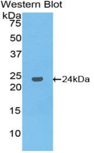 MLST8 / GBL Antibody - Western blot of recombinant MLST8 / GBL.  This image was taken for the unconjugated form of this product. Other forms have not been tested.