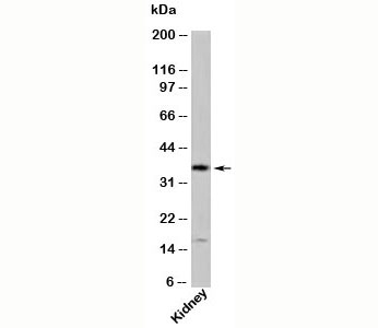 MLST8 / GBL Antibody - GBL antibody western blot of human samples