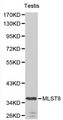 MLST8 / GBL Antibody - Western blot of MLST8 pAb in extracts from mouse testis tissue.