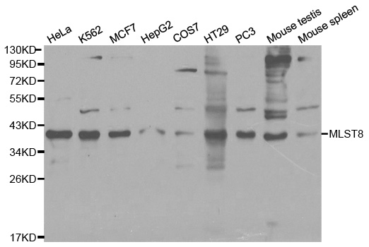 MLST8 / GBL Antibody - Western blot analysis of extracts of various cell lines.