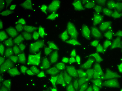 MLST8 / GBL Antibody - Immunofluorescence analysis of U2OS cells.