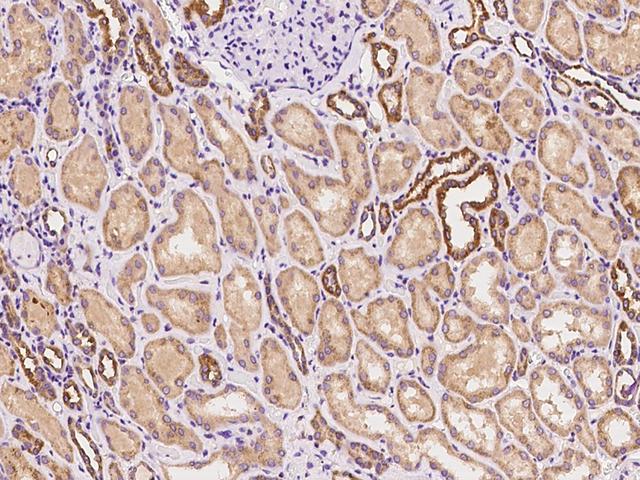 MLST8 / GBL Antibody - Immunochemical staining of human MLST8 in human kidney with rabbit polyclonal antibody at 1:100 dilution, formalin-fixed paraffin embedded sections.