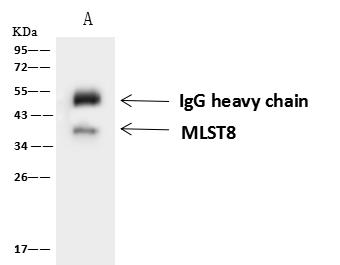 MLST8 / GBL Antibody - MLST8 was immunoprecipitated using: Lane A: 0.5 mg U-251 MG Whole Cell Lysate. 4 uL anti-MLST8 rabbit polyclonal antibody and 60 ug of Immunomagnetic beads Protein A/G. Primary antibody: Anti-MLST8 rabbit polyclonal antibody, at 1:100 dilution. Secondary antibody: Goat Anti-Rabbit IgG (H+L)/HRP at 1/10000 dilution. Developed using the ECL technique. Performed under reducing conditions. Predicted band size: 35 kDa. Observed band size: 35 kDa.