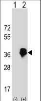 MLX / TCFL4 Antibody - Western blot of MLX (arrow) using rabbit polyclonal MLX Antibody. 293 cell lysates (2 ug/lane) either nontransfected (Lane 1) or transiently transfected (Lane 2) with the MLX gene.