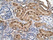 MLX / TCFL4 Antibody - MLX antibody MLX(MAX-like protein X) Antibody was used in IHC to stain formalin-fixed, paraffin-embedded human kidney.  This image was taken for the unconjugated form of this product. Other forms have not been tested.