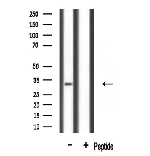 MLX / TCFL4 Antibody - Western blot analysis of extracts of mouse brain tissue using Mlx antibody.