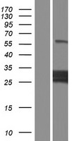 MLX / TCFL4 Protein - Western validation with an anti-DDK antibody * L: Control HEK293 lysate R: Over-expression lysate