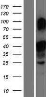 MLX / TCFL4 Protein - Western validation with an anti-DDK antibody * L: Control HEK293 lysate R: Over-expression lysate