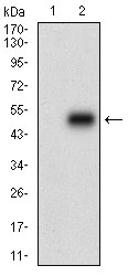 MLXIPL / CHREBP Antibody - Western blot using MLXIPL monoclonal antibody against HEK293 (1) and MLXIPL (AA: 18-143)-hIgGFc transfected HEK293 (2) cell lysate.