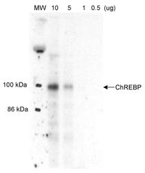 MLXIPL / CHREBP Antibody - Detection of ChREBP in liver nuclear extracts from well fed rats.  Photo courtsey of Dr. Uyeda, UT Southwestern University.  This image was taken for the unconjugated form of this product. Other forms have not been tested.