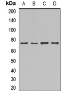 MLXIPL / CHREBP Antibody