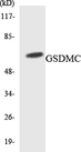 MLZE Antibody - Western blot analysis of the lysates from HepG2 cells using GSDMC antibody.