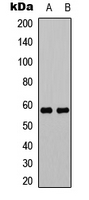 MLZE Antibody - Western blot analysis of MLZE expression in HEK293T (A); NIH3T3 (B) whole cell lysates.