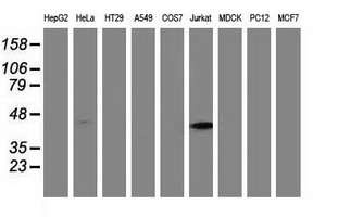 MMAA Antibody - Western blot of extracts (35 ug) from 9 different cell lines by using anti-MMAA monoclonal antibody.